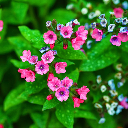 Hd-133098-ascw133098