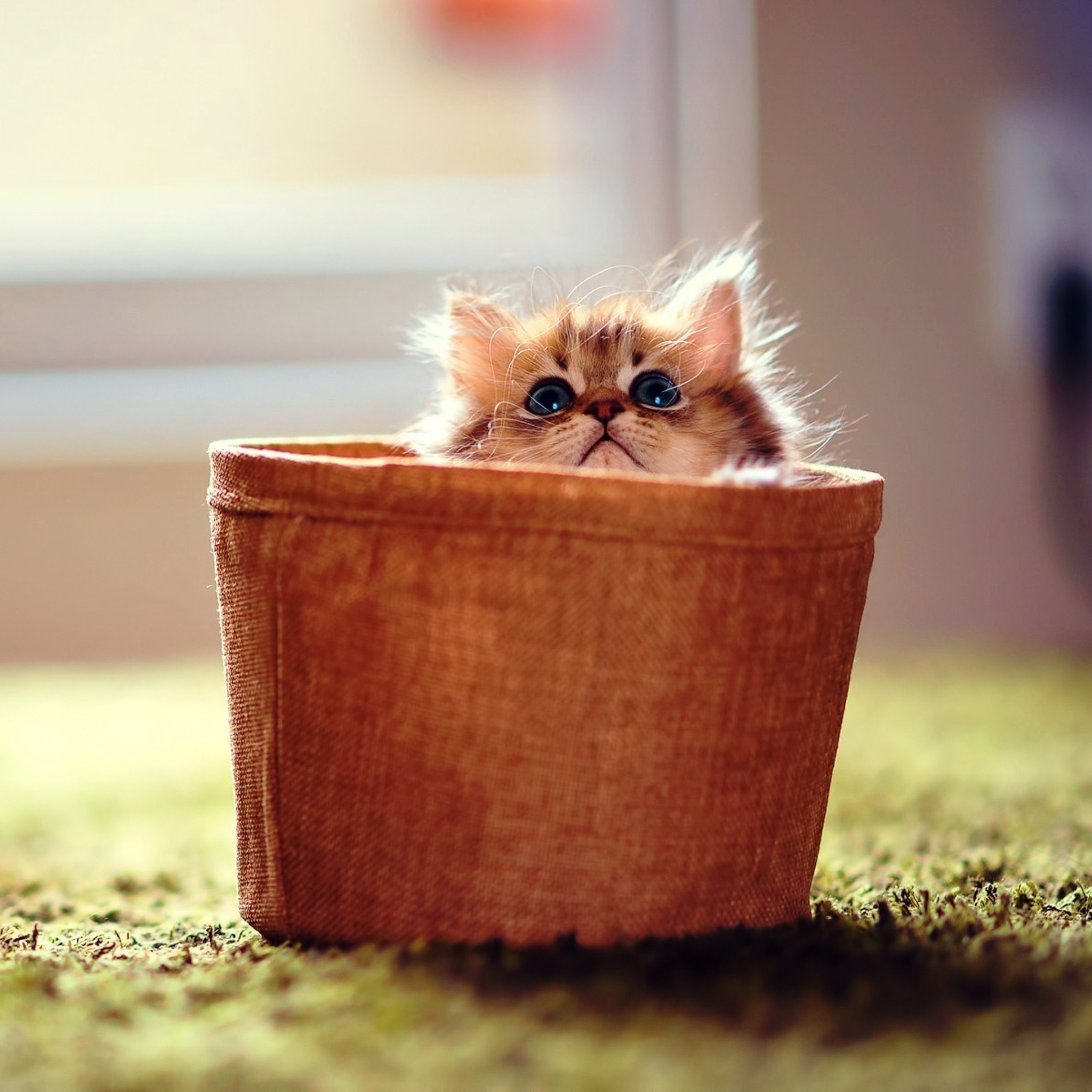 Kappboom - Cool Wallpapers!