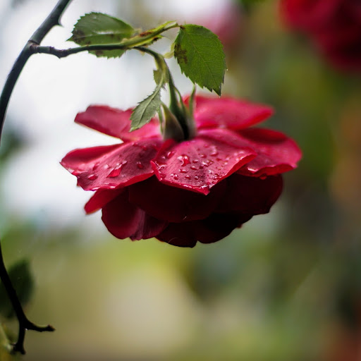 Hd-186169-ascw186169