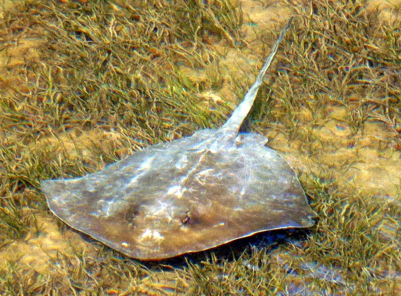 [03m%2520-%2520Wildlife%2520-%2520Sting%2520Ray%2520under%2520the%2520clear%2520water%255B4%255D.jpg]