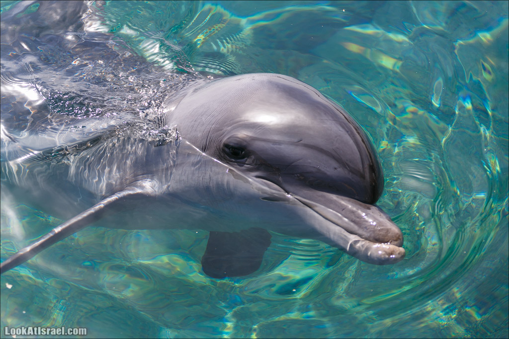LookAtIsrael.com - Фото путешествия по Израилю | Дельфиний риф в Эйлате. Дельфинарий | Dolphins reef in Eilat | דולפינריום באילת
