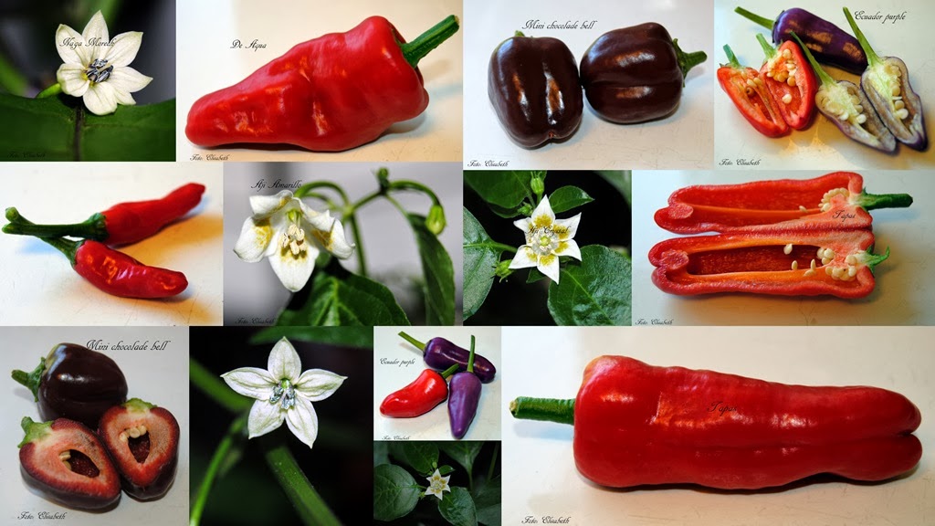 [Chili-tomat-og-chiliblomster-2-aug-1%255B2%255D.jpg]