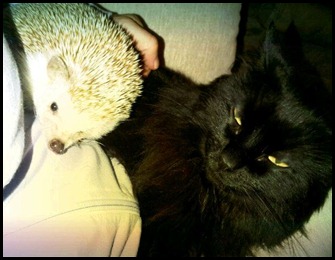 hedgie and misty