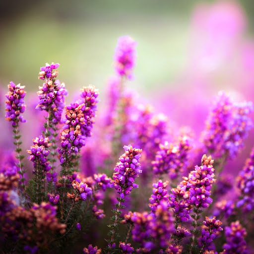 Hd-148413-ascw148413