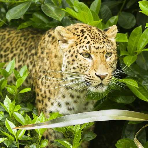 Hd-142727-ascw142727