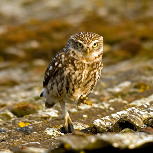 Hd-178337-ascw178337