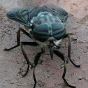 American horse fly
