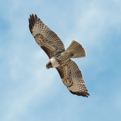 Hd-165047-ascw165047