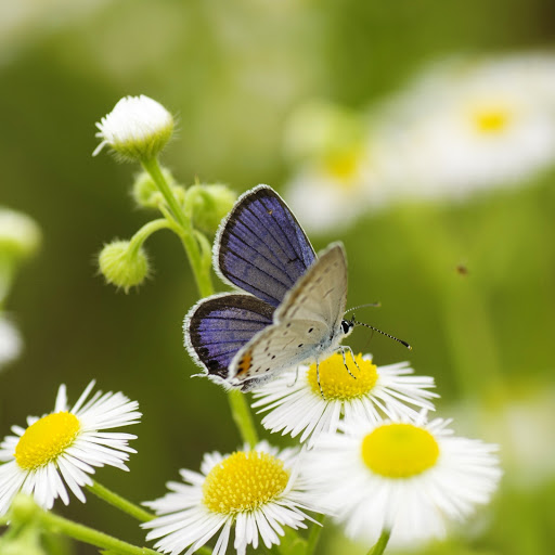 Hd-146312-ascw146312