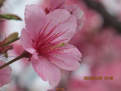 平菁街42巷寒櫻 - 185