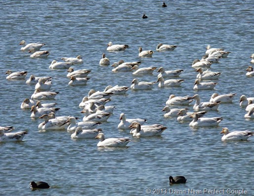 Snow Geese and Coots