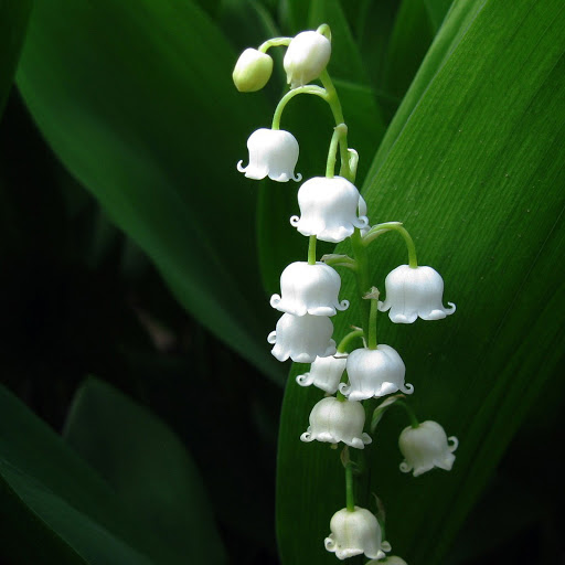 Hd-164867-ascw164867