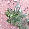 annual ragweed