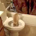 Funny Cats - Funny Cat Videos - Funny Animals - Funny Dogs 2014