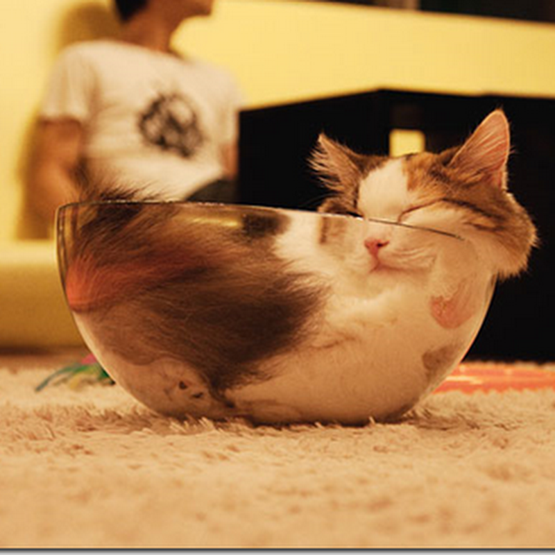 fotos de gatos dentro de cestas, botes y botellas de cristal
