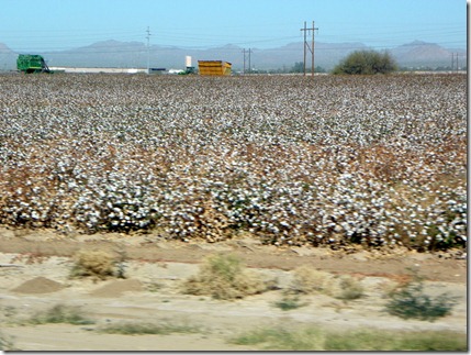 Cotton is ready to harvest.