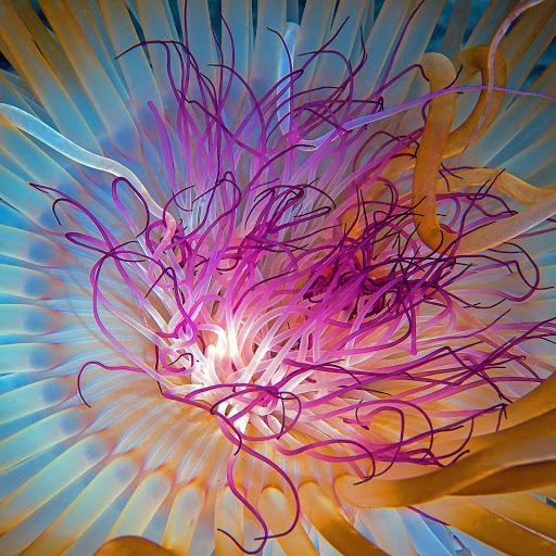 Hd-162635-ascw162635