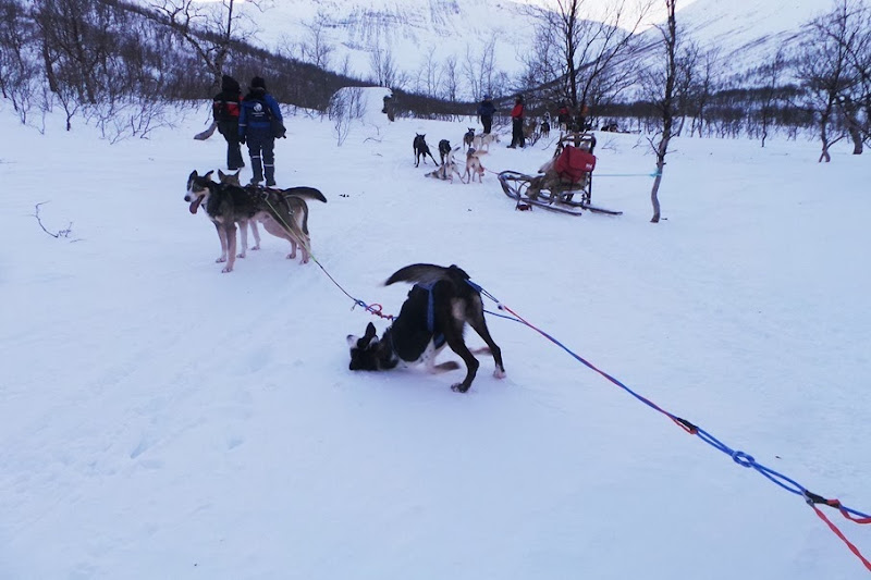 Travel, Giver, cani asly, postale dei fiordi, viaggio intorno al grande nord, travel in norway, italian fashion bloggers, fashion bloggers, street style, zagufashion, valentina coco, i migliori fashion blogger italiani