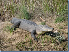 6341 Texas, South Padre Island - Birding and Nature Center guided bird walk - American Alligator at blind 7