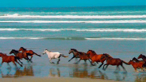 cavalos.gif