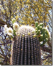 Saguaro National Monumanet flowers