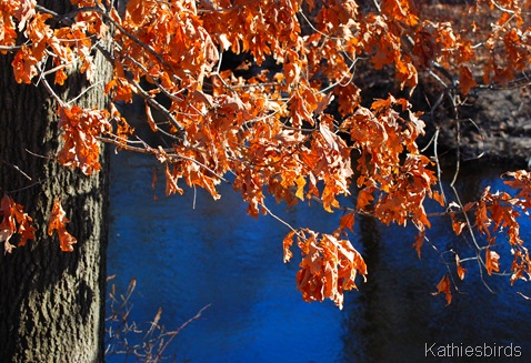 26. oak leaves-kab