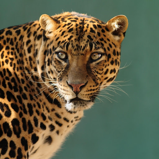 Hd-177210-ascw177210