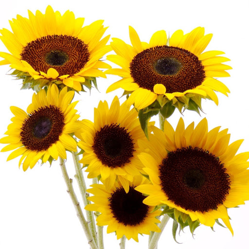 Hd-172432-ascw172432