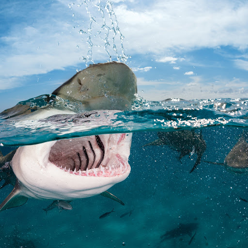 Hd-162599-ascw162599