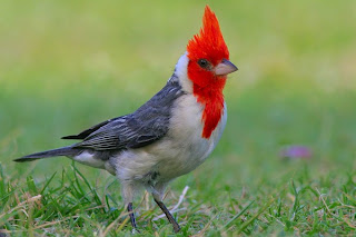 Suara burung red crested cardinal red crested cardinal