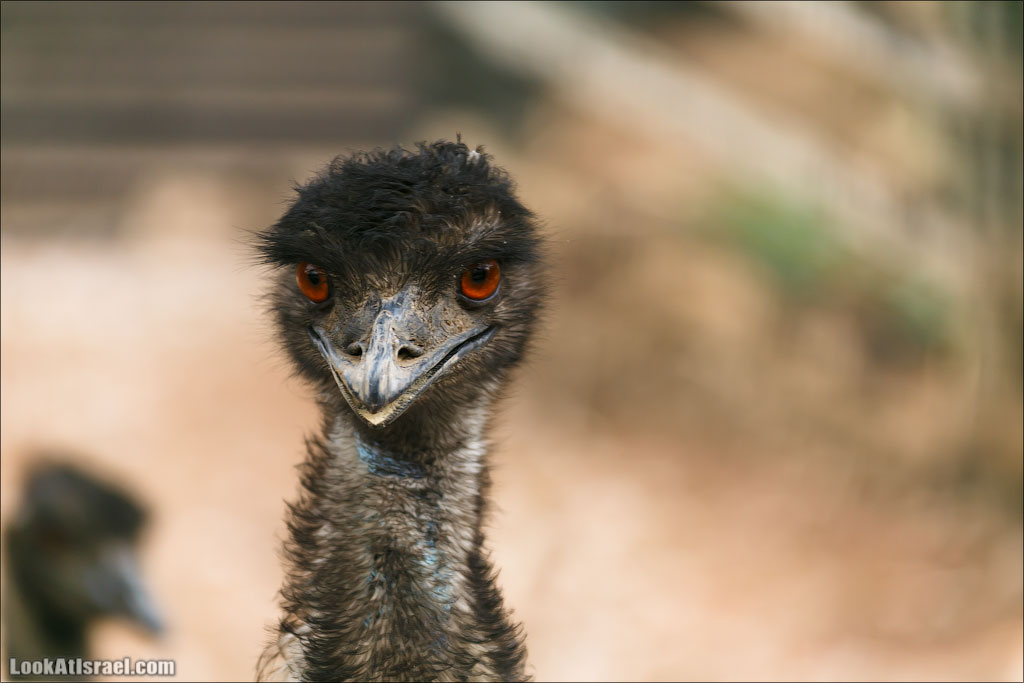 Ган Гуру - парк с кенгуру и другими австралийскими животными | Gan Guru | גן גורו | LookAtIsrael.com - Фото путешествия по Израилю