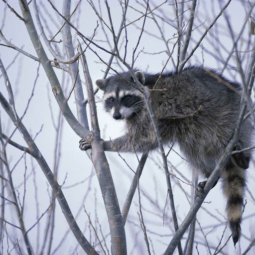 Hd-151574-ascw151574