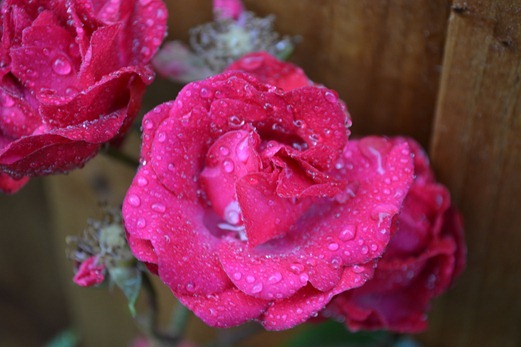 Rosewater - floribunda rose produced from a cutting without any grafting