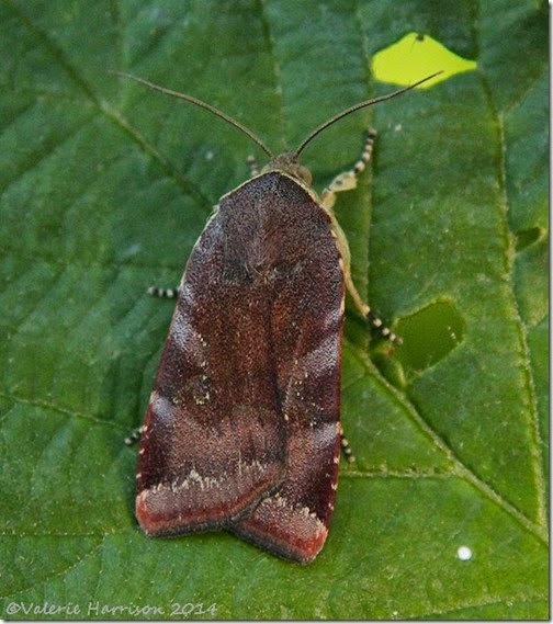 Lesser-Broad-bordered-yellow-underwing-1