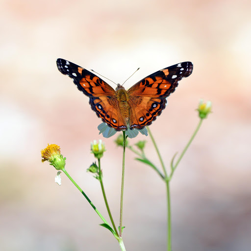 Hd-176107-ascw176107