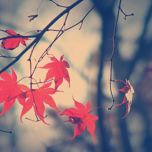 Hd-170157-ascw170157