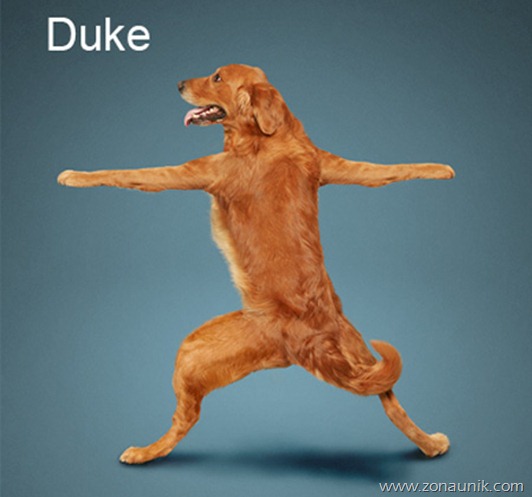 Anjing Senam Yoga (7)