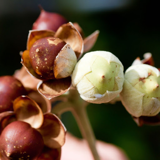 Hd-142385-ascw142385