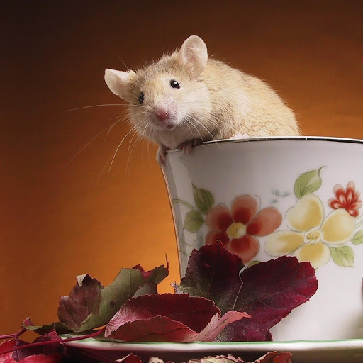 Hd-139329-ascw139329