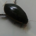 great diving beetle
