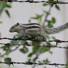 Indian Striped Squirrel