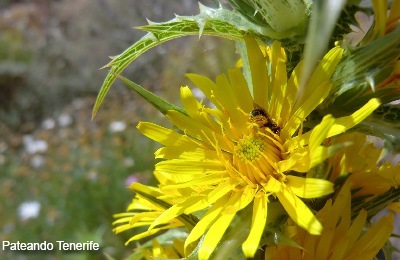 [Roque%2520del%2520Conde%2520-%2520flor%2520-%2520Patenando%2520Tenerife%255B7%255D.jpg]