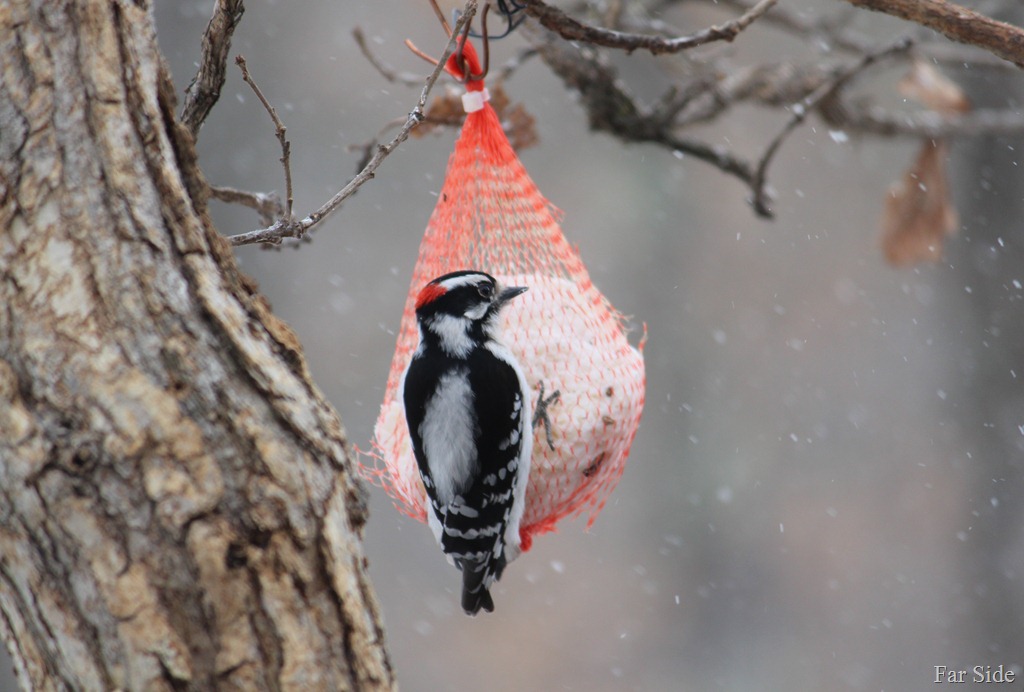 [Downy%2520Woodpecker%2520on%2520the%2520suet%2520in%2520the%2520snow%2520April%25205%255B10%255D.jpg]