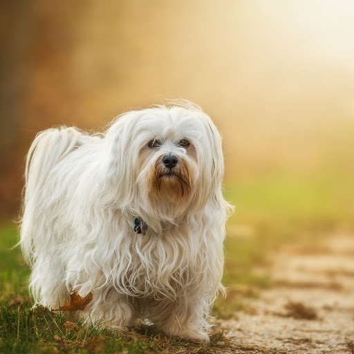 Hd-185126-ascw185126