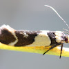 Concealer moth
