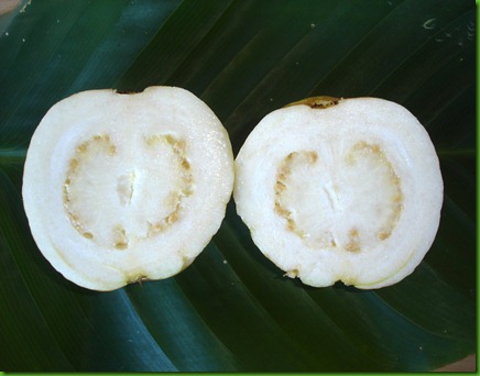 White Guava (3)