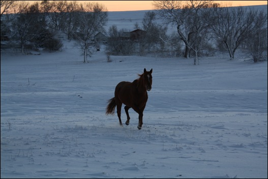 snow horses 035
