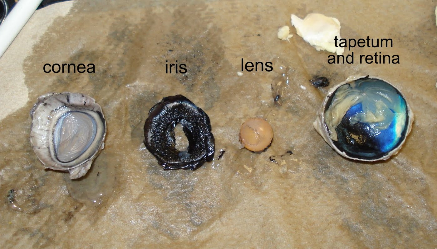 Cow Eye Dissection Diagram