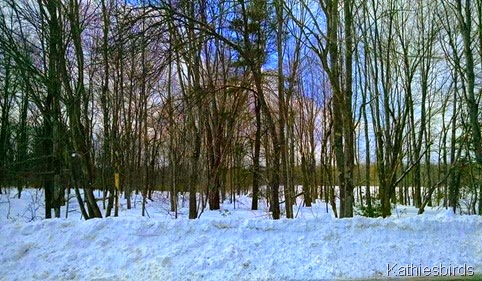 4. Winter woods on Rossmore Rd 3-2-15a