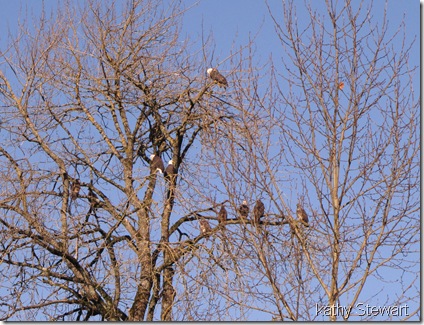 Eagles in eagle tree